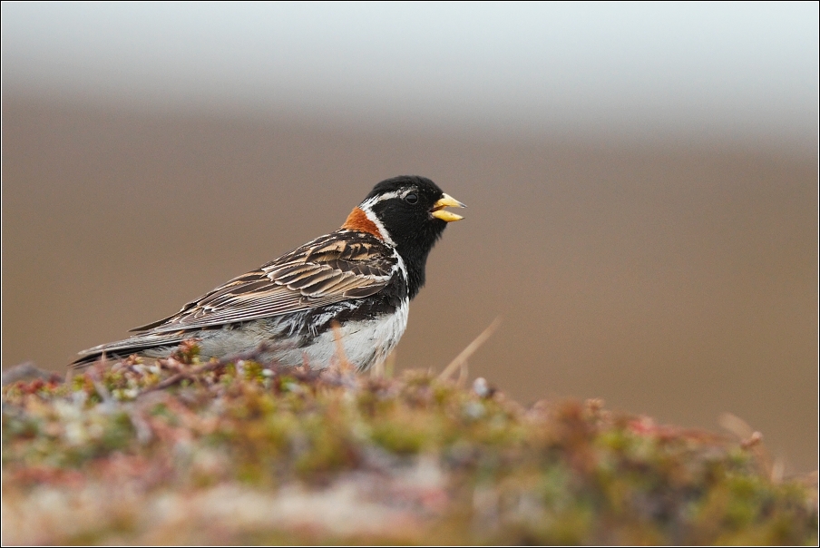 Strnad severní  ( Calcarius lapponicus )