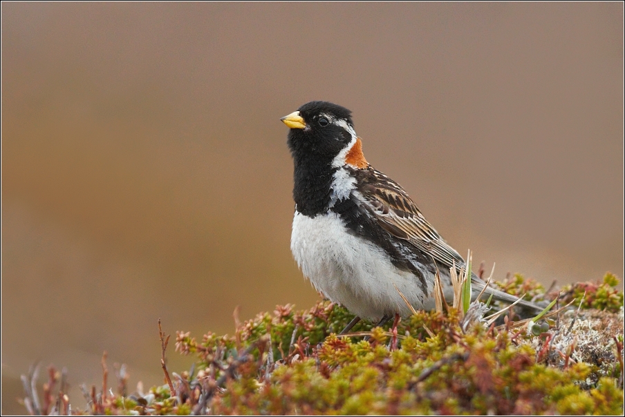 Strnad severní  ( Calcarius lapponicus )