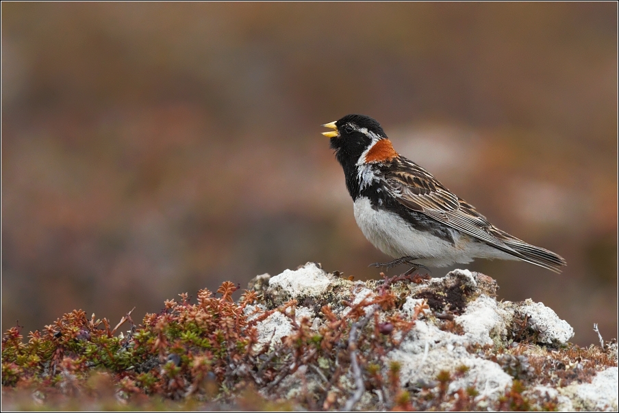 Strnad severní  ( Calcarius lapponicus )