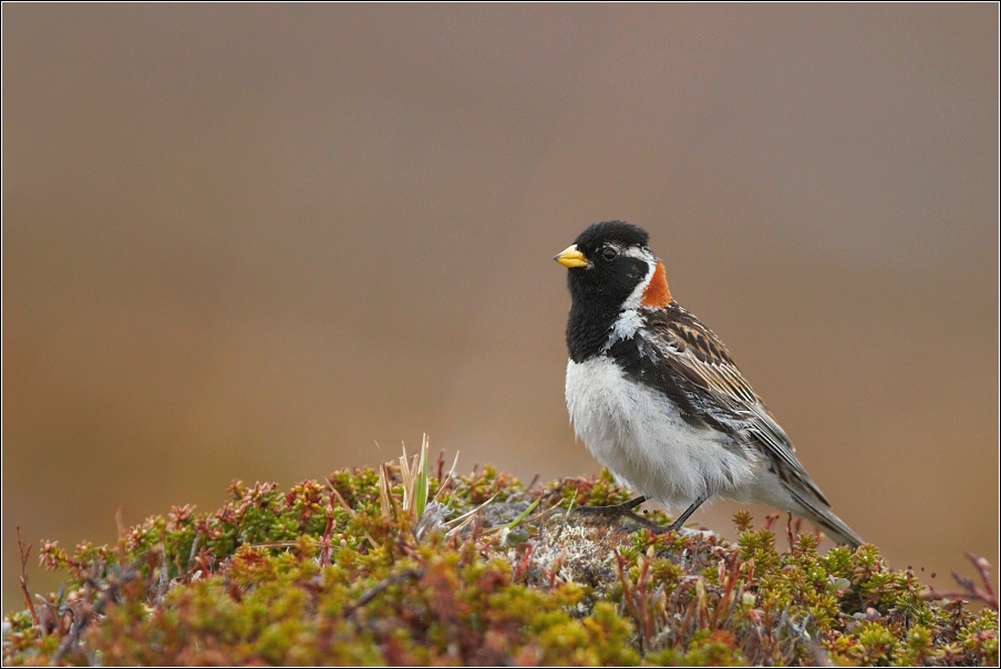 Strnad severní  ( Calcarius lapponicus )