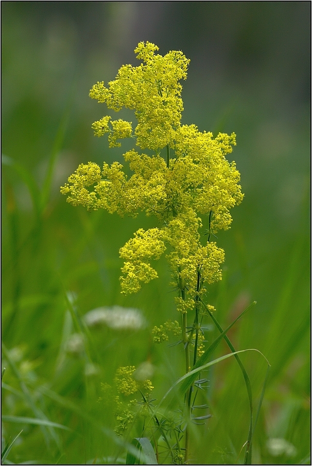 Svízel syřišťový ( Galium verum )