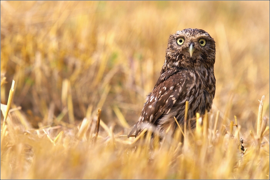 Sýček obecný  (Athene noctua )