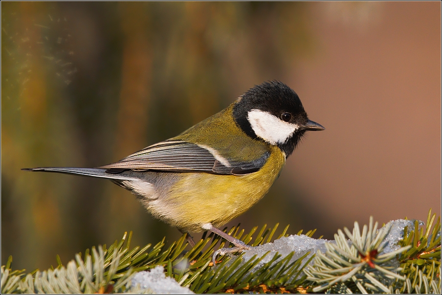 Sýkora koňadra  ( Parus major )