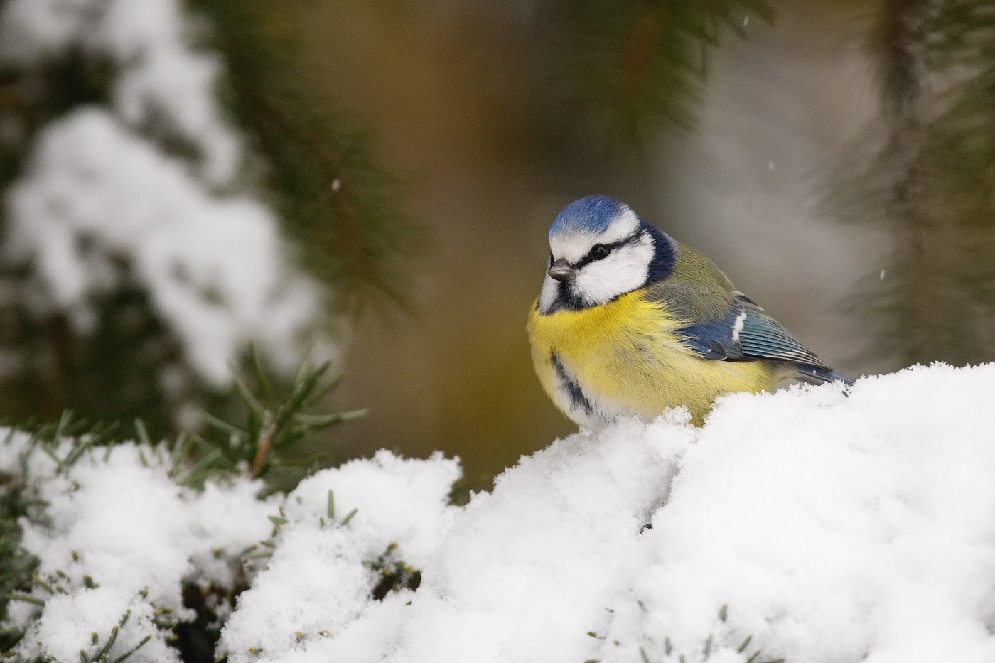 Sýkora modřinka  ( Parus ater )