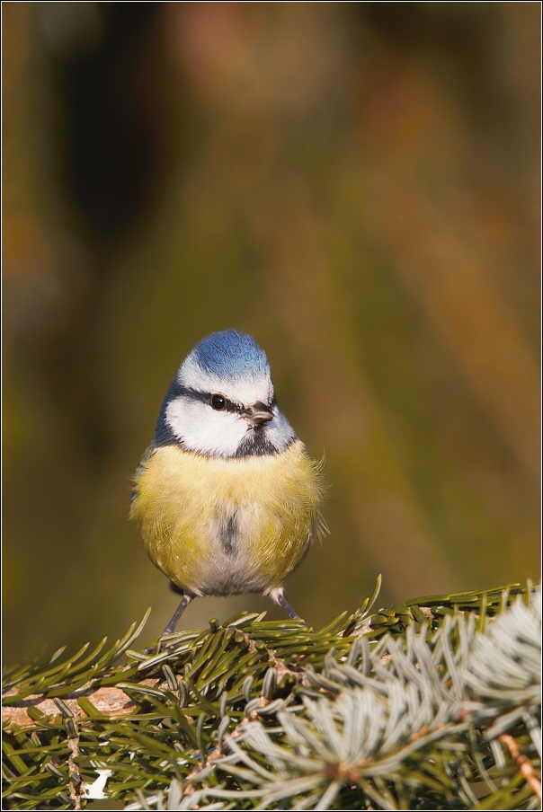 Sýkora modřinka  (  Parus careuleus )