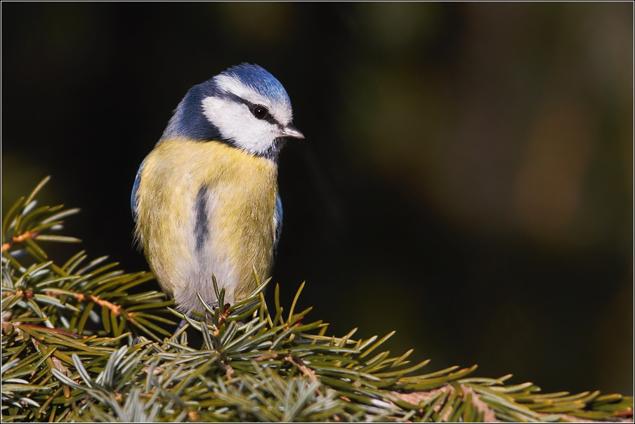 Sýkora modřinka  (  Parus careuleus )