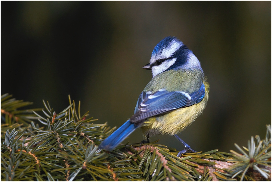 Sýkora modřinka  (  Parus careuleus )