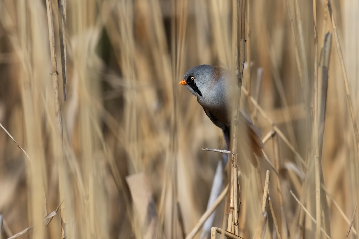 Sýkořice vousatá  ( Panurus biarmicus )