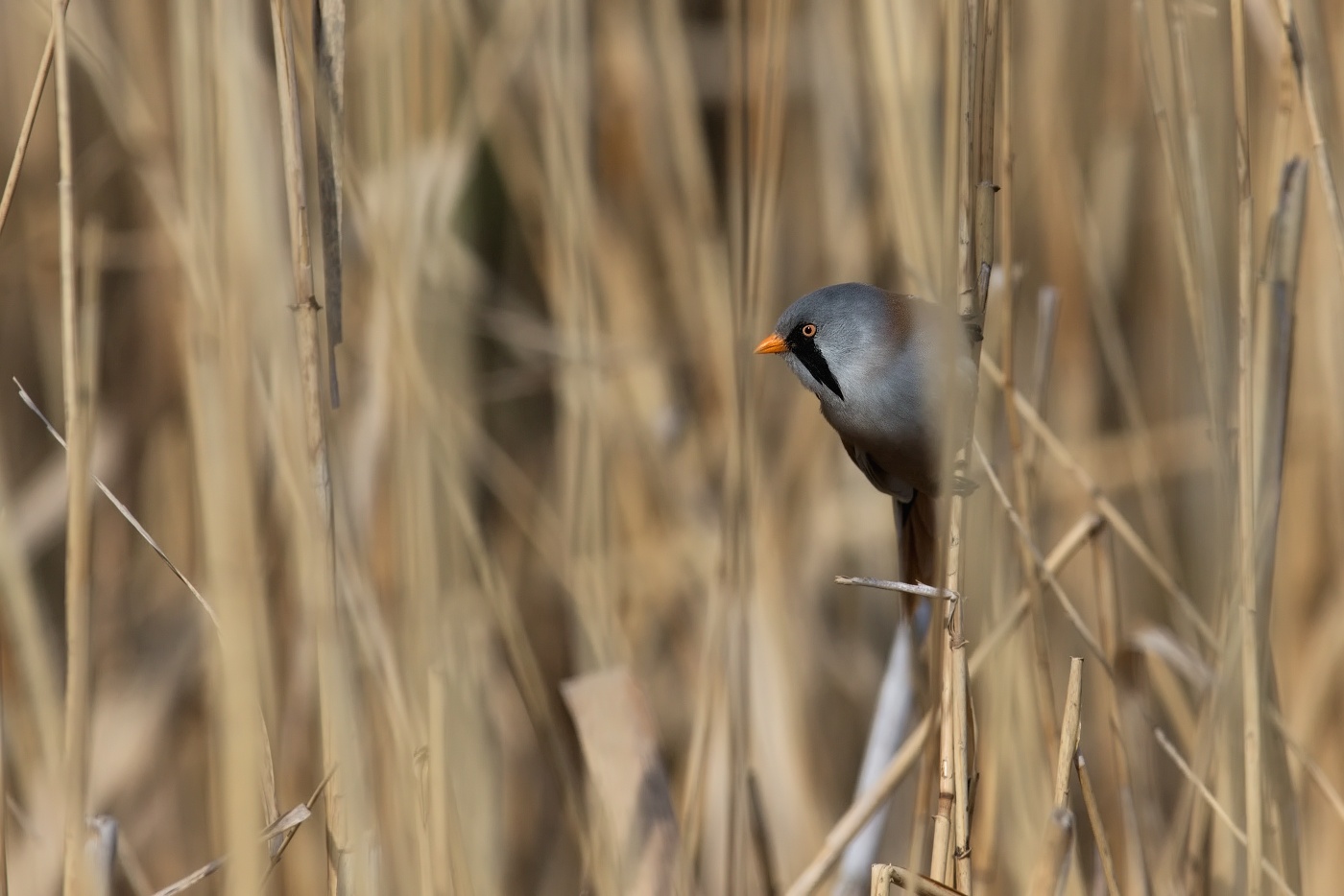 Sýkořice vousatá  ( Panurus biarmicus )