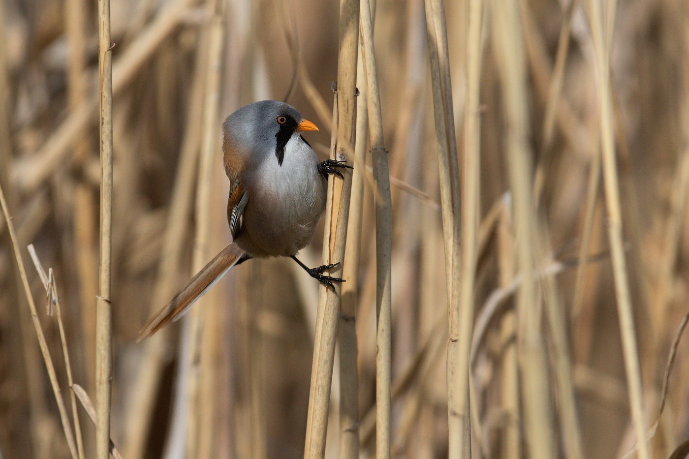 Sýkořice vousatá  ( Panurus biarmicus )