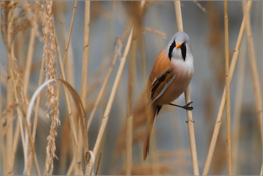 Sýkořice vousatá ( Panurus biarmicus )