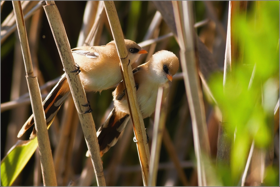 Sýkořice vousatá ( Panurus biarmicus )