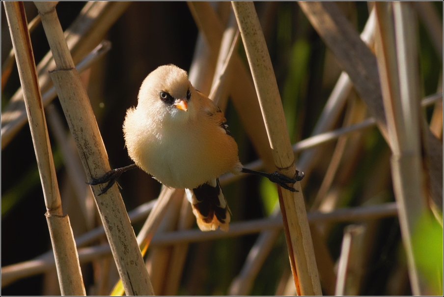 Sýkořice vousatá ( Panurus biarmicus )