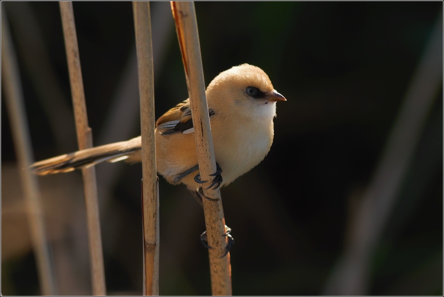 Sýkořice vousatá ( Panurus biarmicus )