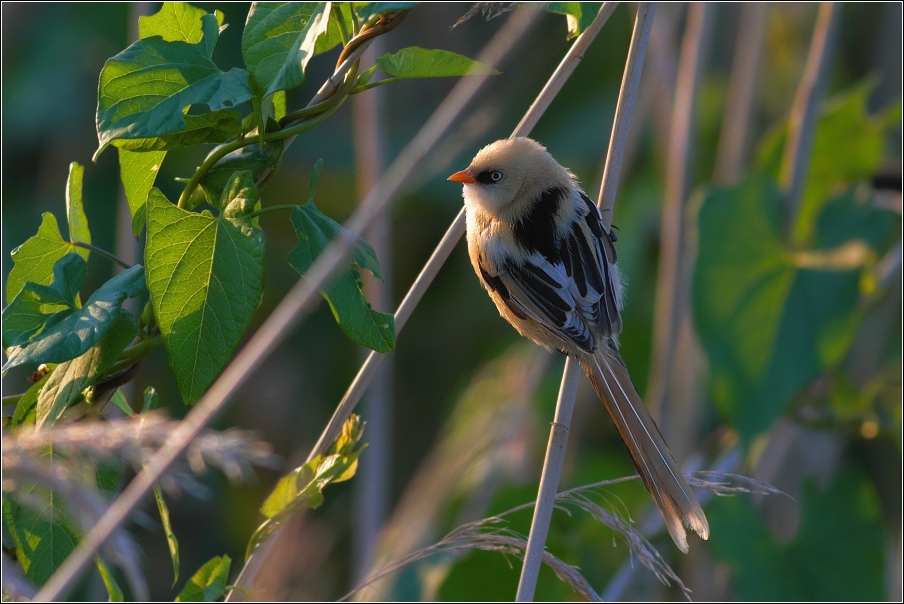 Sýkořice vousatá ( Panurus biarmicus )