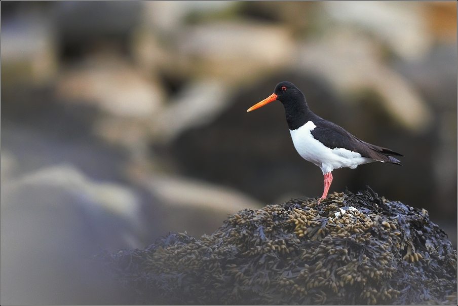 Ústřičník velký  ( Haematopus ostralegus )