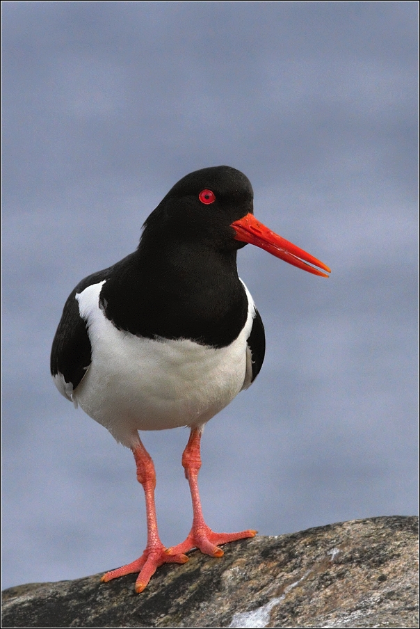 Ústřičník velký  ( Haematopus ostralegus )