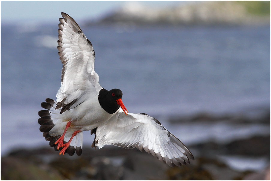 Ústřičník velký  ( Haematopus ostralegus )