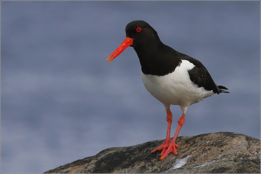 Ústřičník velký  ( Haematopus ostralegus )