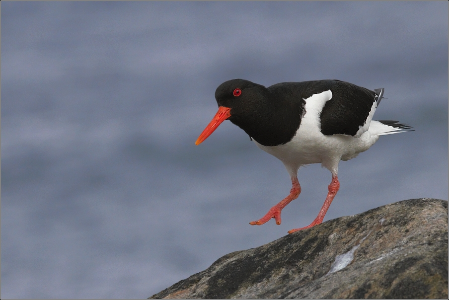 Ústřičník velký  ( Haematopus ostralegus )