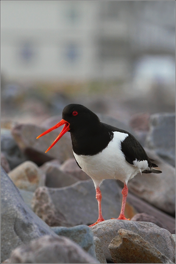 Ústřičník velký  ( Haematopus ostralegus )