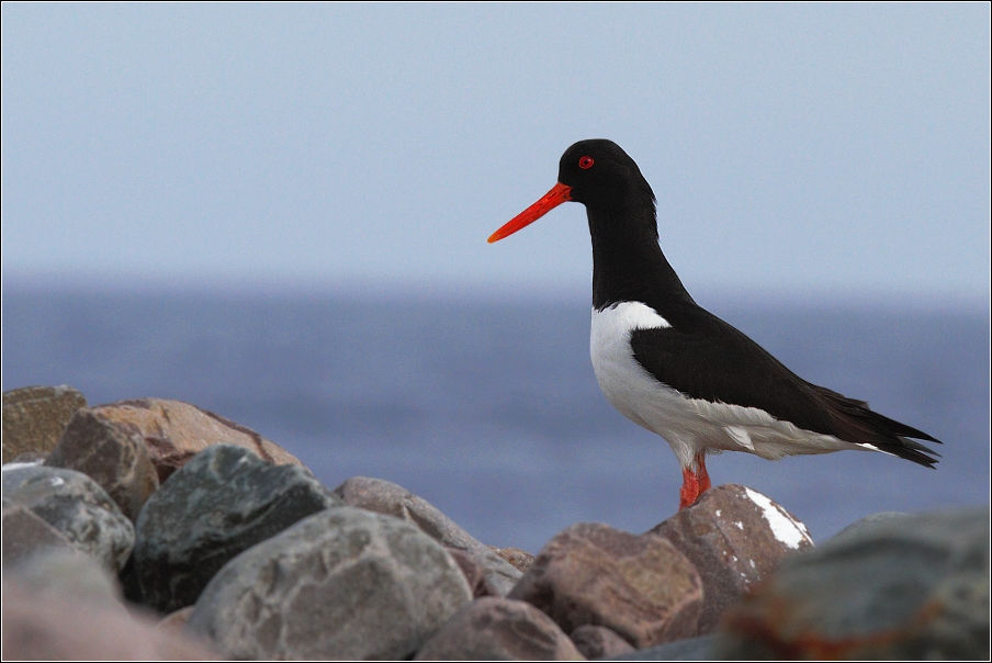 Ústřičník velký  ( Haematopus ostralegus )