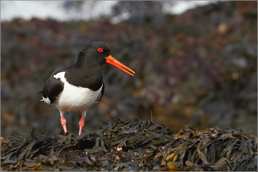 Ústřičník velký  ( Haematopus ostralegus )