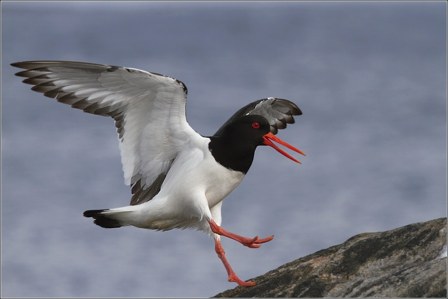 Ústřičník velký  ( Haematopus ostralegus )