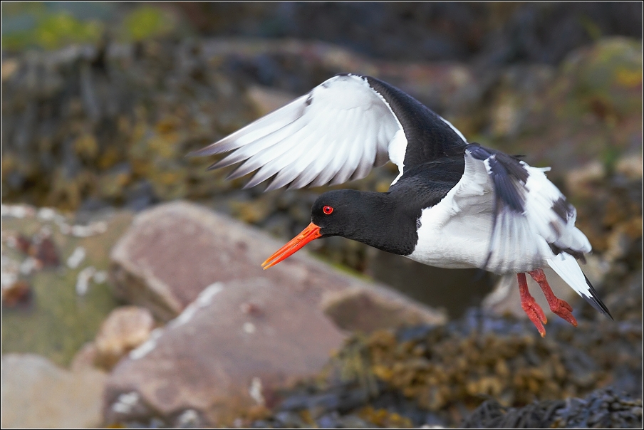 Ústřičník velký  ( Haematopus ostralegus )