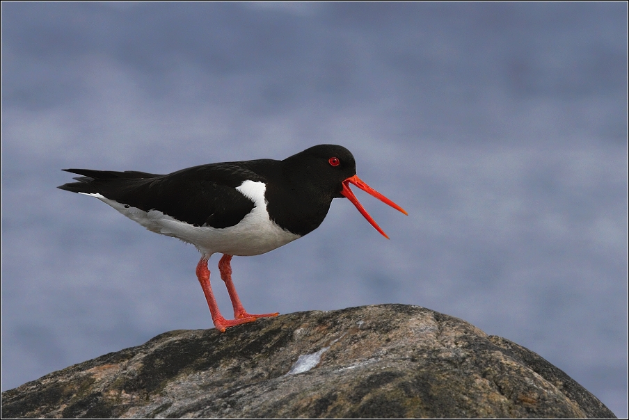 Ústřičník velký  ( Haematopus ostralegus )