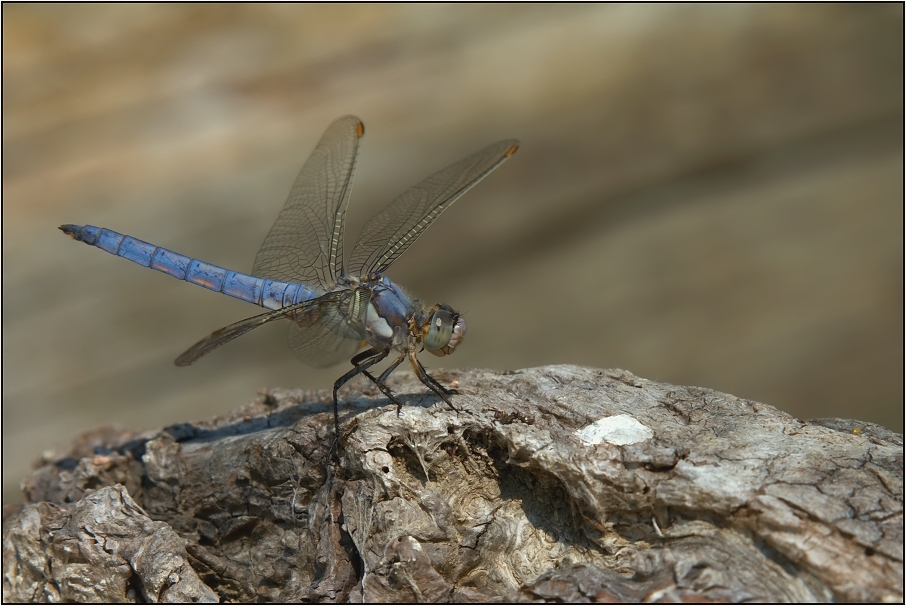 Vážka černořitná ( Orthetrum cancellatum )