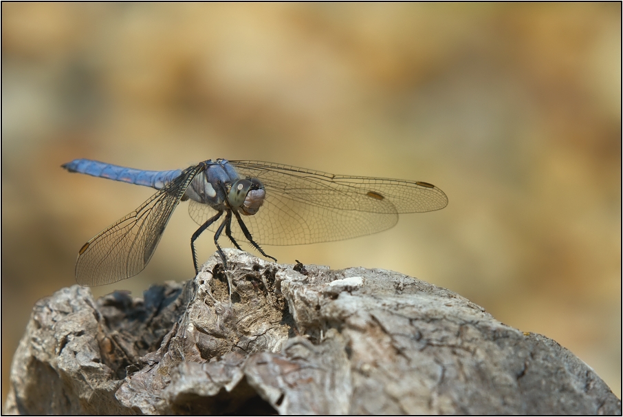 Vážka černořitná ( Orthetrum cancellatum )