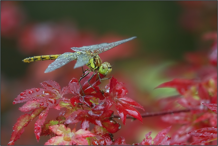 Vážka černořitná ( Orthetrum cancellatum )