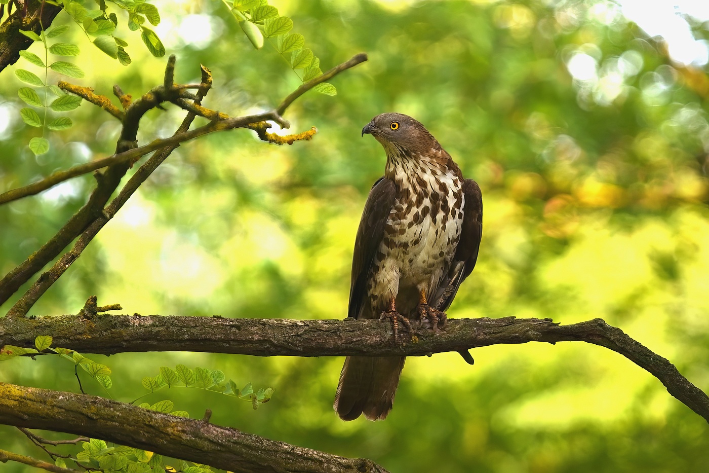 Včelojed lesní  ( Pernis apivorus )