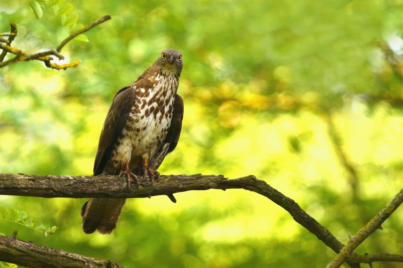 Včelojed lesní  ( Pernis apivorus )