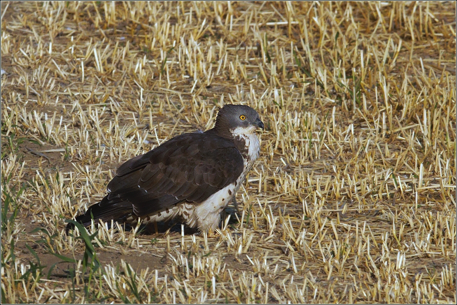 Včelojed lesní  (Pernis apivorus )