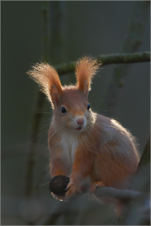 Veverka obecná  ( Sciurus vulgaris )