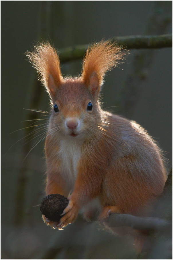 Veverka obecná  ( Sciurus vulgaris )