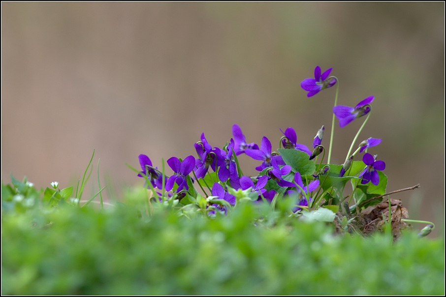 Violka vonná ( Viola odorata L. )