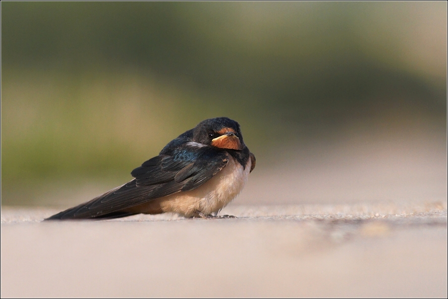 Vlaštovka obecná  ( Hirundo rustica )