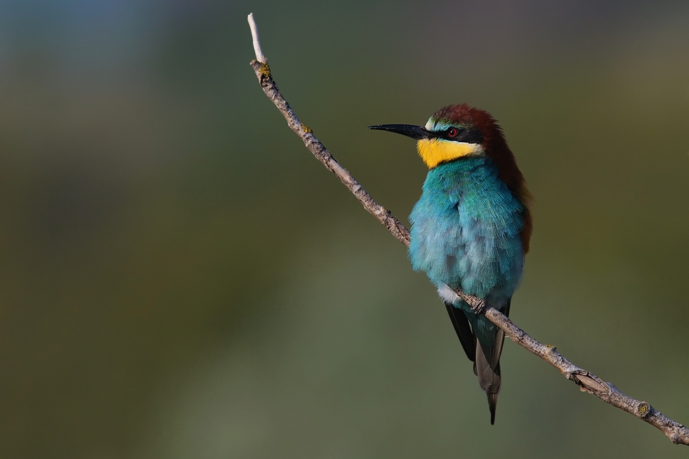 Vlha pestrá  ( Merops apiaster )