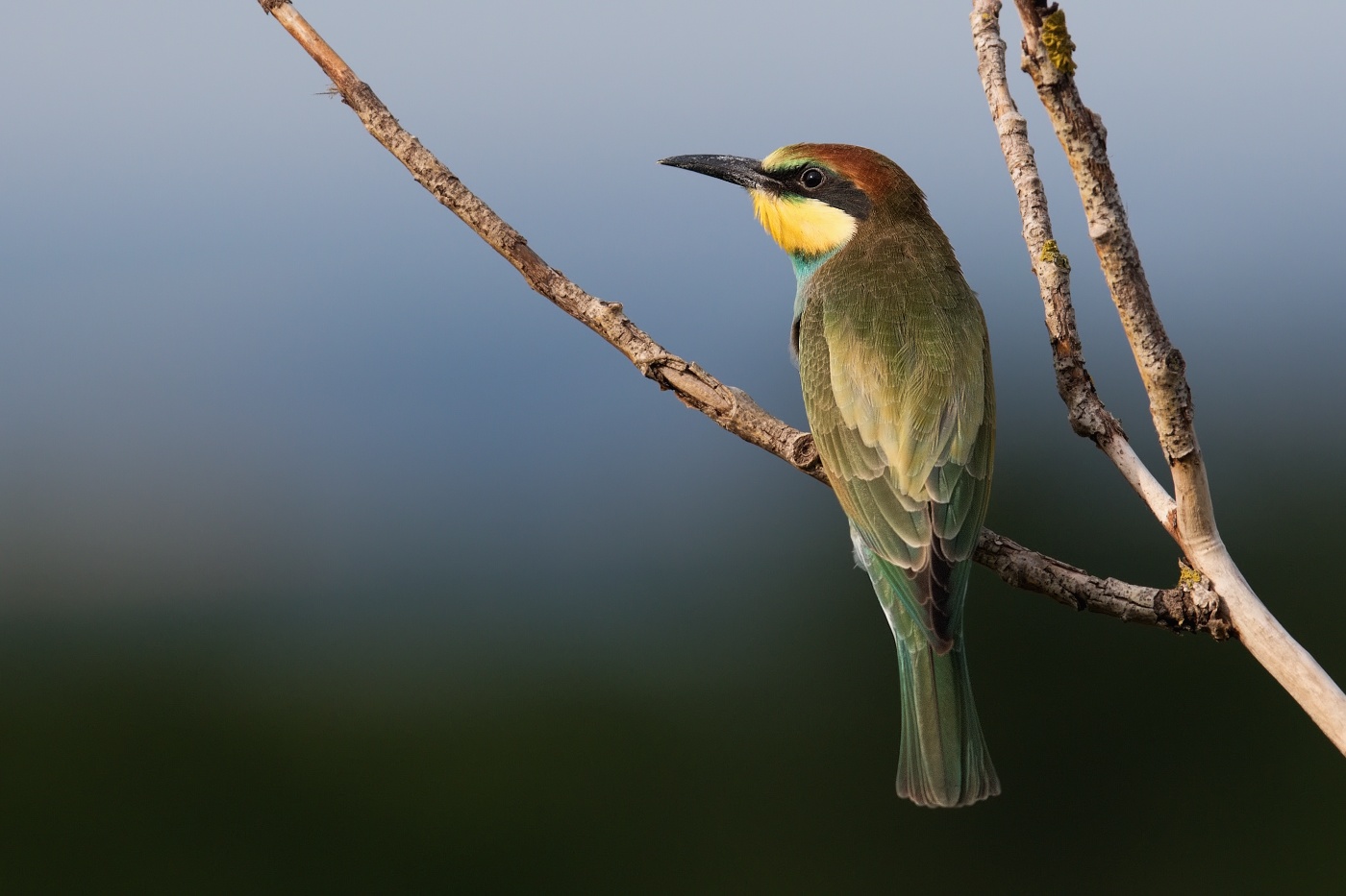 Vlha pestrá  ( Merops apiaster )