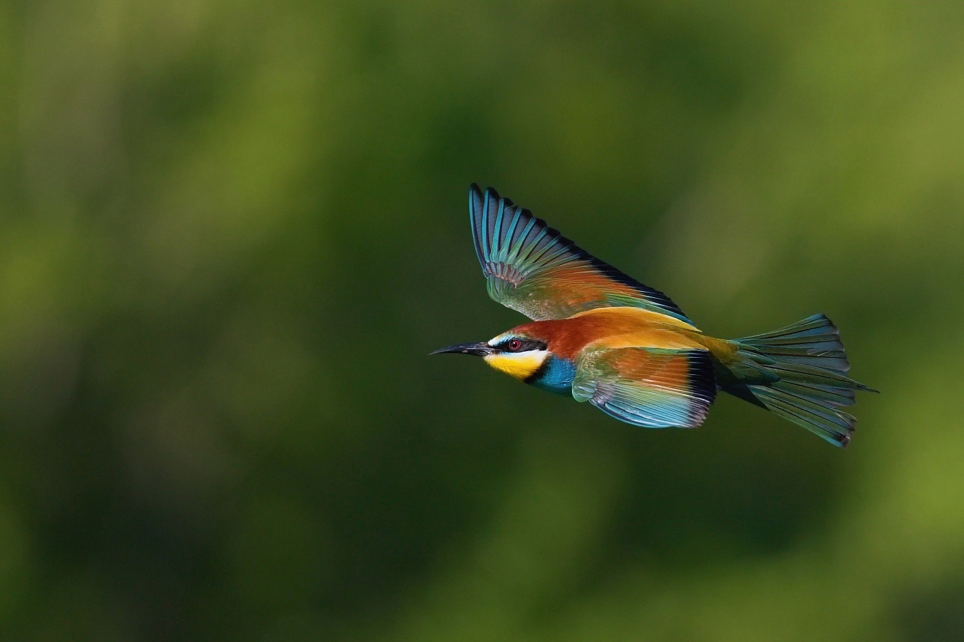 Vlha pestrá  ( Merops apiaster )