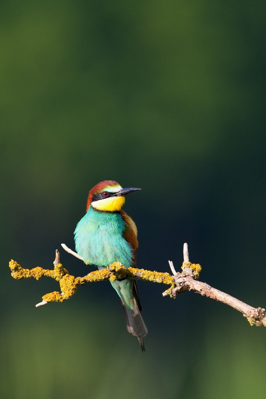 Vlha pestrá  ( Merops apiaster )