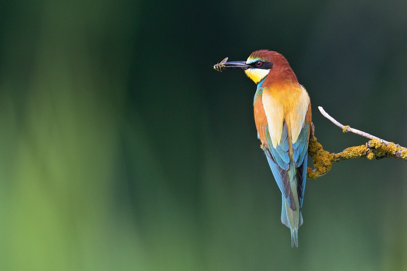 Vlha pestrá  ( Merops apiaster )