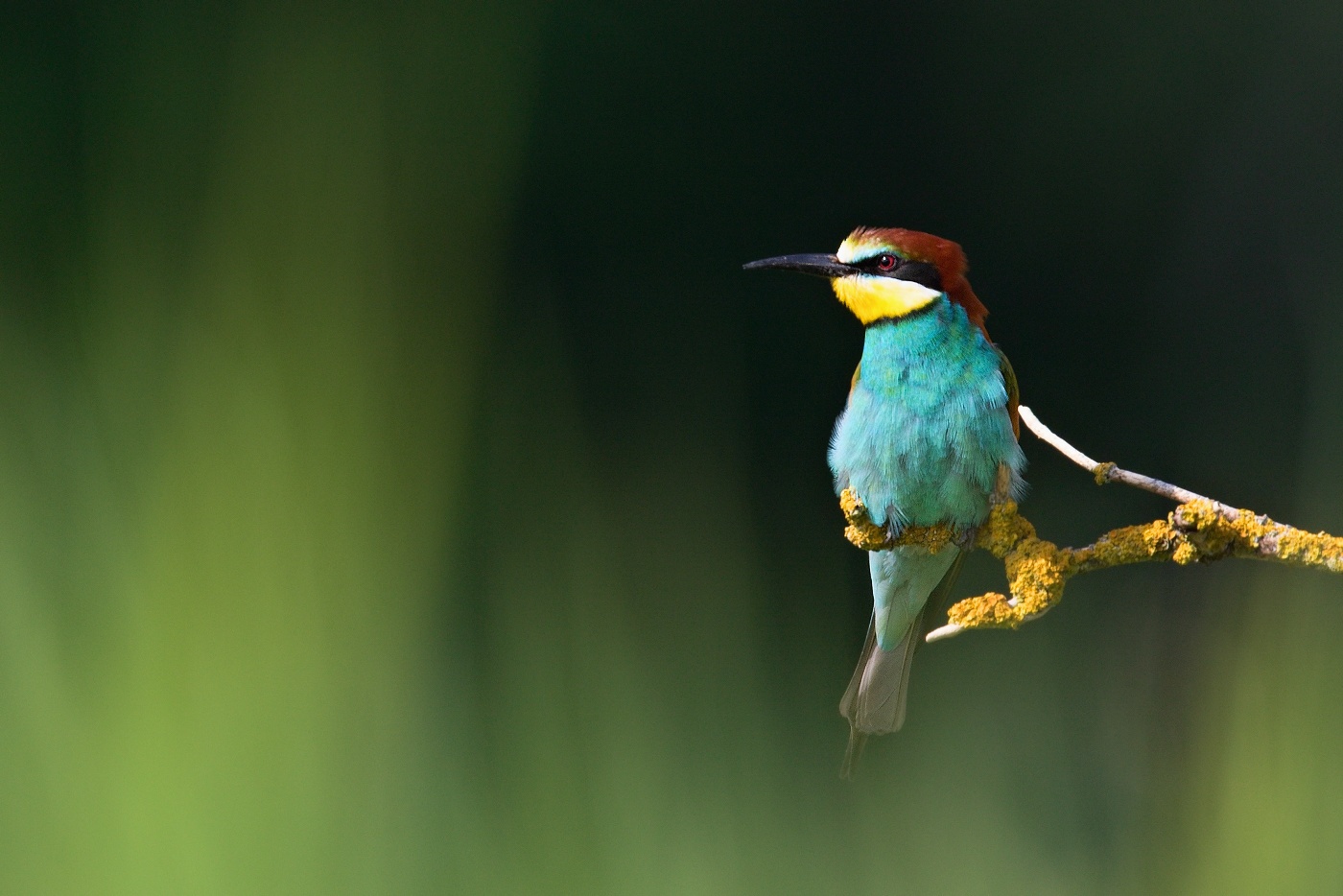 Vlha pestrá  ( Merops apiaster )