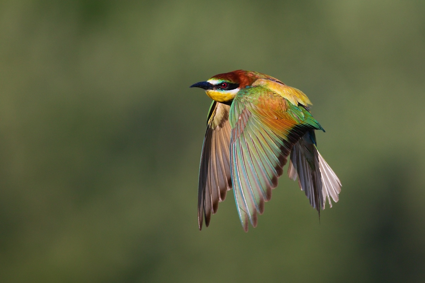 Vlha pestrá  ( Merops apiaster )