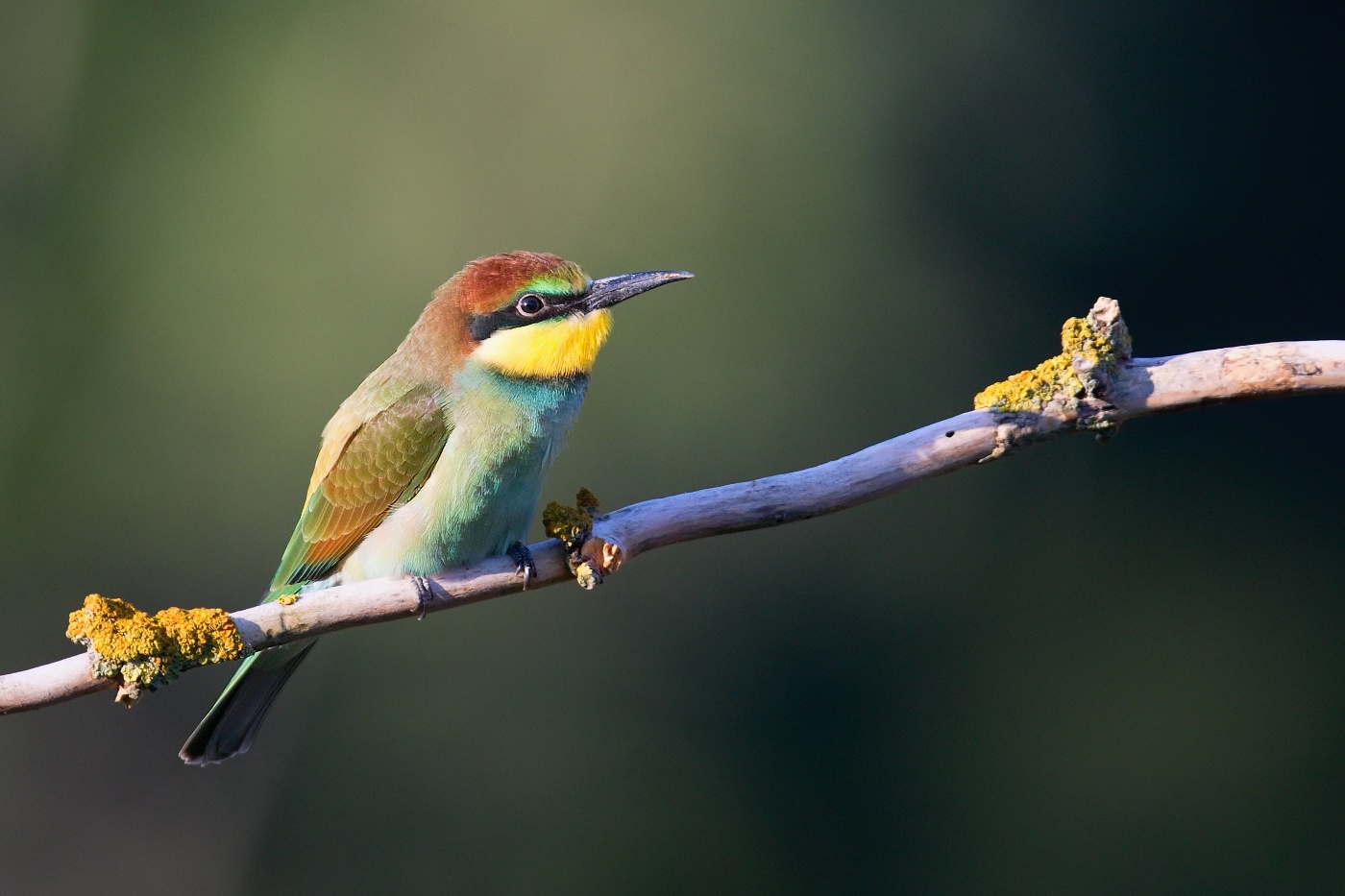 Vlha pestrá  ( Merops apiaster )