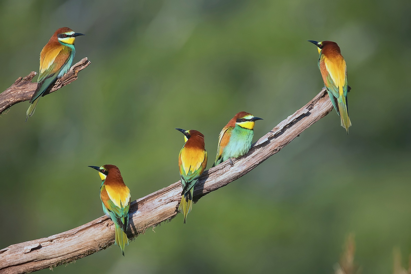 Vlha pestrá  ( Merops apiaster )