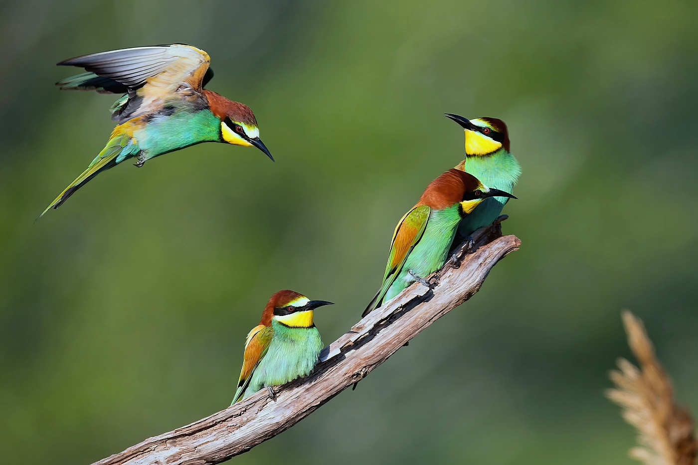 Vlha pestrá  ( Merops apiaster )